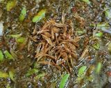 Gambar langkah 5 resipi Sambal hijau.