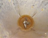 Foto del paso 1 de la receta: Smoothie yogur de vainilla-dátiles-pera
