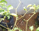 Foto langkah ke 8 dari resep Masak Mie.