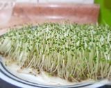 Foto del paso 3 de la receta: Brotes de chía