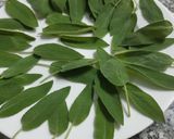 Foto del paso 2 de la receta: Hojas de salvia rebozadas 🌱
