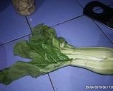 Foto langkah ke 1 dari resep Bola bola cinta bu coy.