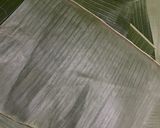 Foto langkah ke 4 dari resep Nagasari Pisang.