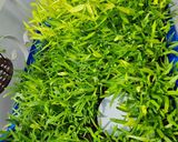 Hình bước làm 1 của món Bún riêu cua