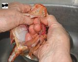 Foto del paso 2 de la receta Caldero de Cabo de Palos