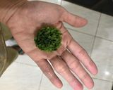 Foto langkah ke 2 dari resep Tahu Cah Kucai [Non Halal].