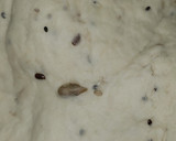 Foto del paso 1 de la receta: Pan fácil con semillas