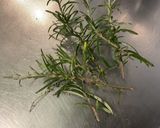 Une image de l'étape 6 de Rouelle marinée de porc aux tomates cerises et herbes aromatiques.