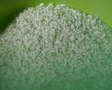 Hình bước làm 1 của món Xôi bắp lá dứa + nước cốt