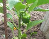 Foto del paso 4 de la receta: Semillas de Morrón Para la huerta