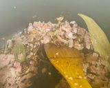 A picture of step 3 of Qeema lobiya pulao.