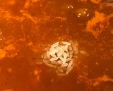Foto del paso 4 de la receta: Alto sogui!!!(Guiso de arroz ”winter is coming”)