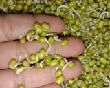 ફણગાવેલા મગનું સલાડ (Sprouts Moong salad recipe in Gujarat) રેસીપી સ્ટેપ2ફોટો