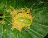 লাউ পাতায় ডিমের পাতুরি lau patay dimer paturi recipe in Bengali ) রেসিপির ধাপ 4 ছবি