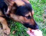 Foto del paso 4 de la receta: Galletas "guauu...textura"🍪🐕