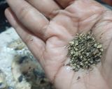 A picture of step 3 of Black Pepper Mushroom.