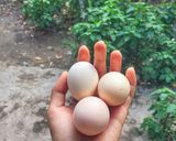 Hình bước làm 1 của món Trứng gà hấp hành