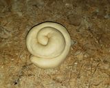 Foto del paso 2 de la receta: Pajaritos