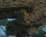 Foto del paso 6 de la receta: Budín dulce integral relleno (vegan, oil-free)!