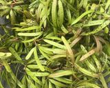 Foto langkah ke 1 dari resep Tumis oncom rebon petai cina.