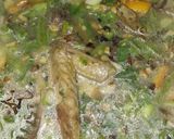 Foto langkah ke 3 dari resep Sop Ayam Kampung.