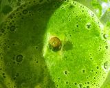 A picture of step 1 of Corn palak rice.