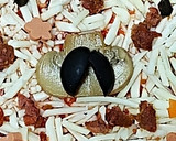 Foto del paso 2 de la receta: Pizza Catrina