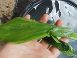 Gulai Tunjang
