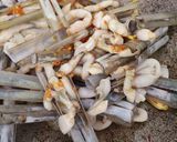 Gambar langkah 2 resipi Ambal/Pepahat/Siput Buluh Masak Berlada.