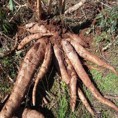 mandioca A class 20kg Mandioca, yuca, aipim o como la llames mandioca A class 20kg Mandioca, yuca, aipim o como la llames