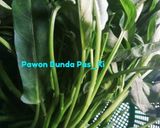 Foto langkah ke 1 dari resep Tumis Kangkung Belacan ala Pawon Bunda Pas_Ki.