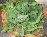 Foto langkah ke 6 dari resep Nasi Bakar Ayam Suwir Kemangi.