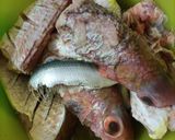 சங்கரா மீன் ப்ரை(fish fry recipe in tamil) ரெசிபி ஸ்டேப் 1 புகைப்படம்