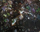 ડ્રાય મંચુરીયન (Dry Manchurian Recipe In Gujarati) રેસીપી સ્ટેપ5ફોટો