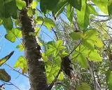 Foto del paso 4 de la receta: Mermelada de papaya🏖️🇨🇱
