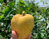 Hình bước làm 1 của món Bình Bát Dầm Đá Đường
