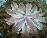 Foto del paso 2 de la receta: Boquerones fritos al limón