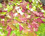 A picture of step 5 of Rajasthani Ghuto Recipe.