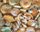 Foto del paso 1 de la receta: Hongos deliciosos o "cobre" en escabeche. #delantaldorado