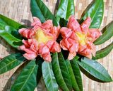 Hình bước làm 6 của món Bánh trung thu hoa sen