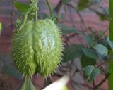 Foto del paso 1 de la receta: Chayote silvestre o papa del aire frita