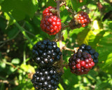 Foto del paso 1 de la receta: Batido de moras