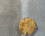 Foto langkah ke 8 dari resep Kue Kacang Tepung Almond (Peanut Butter Cookies).