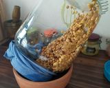 Foto del paso 2 de la receta: Brotes de lenteja