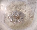 A picture of step 2 of Stavik papaya dalma.