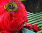 Foto langkah ke 1 dari resep Oseng Kulit Buah Naga.