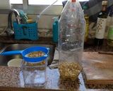 Foto del paso 2 de la receta: Brotecitos de Lentejas para Arroz Chino