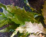 Foto del paso 3 de la receta: Espinazo en salsa verde