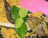 Foto langkah ke 2 dari resep Mangut Lele Khas Jogja.