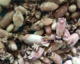 Foto langkah ke 1 dari resep Baby cumi sambal bawang.